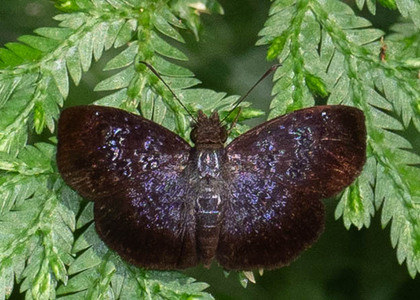 The butterfly Sostrata pusilla photographed in Peru