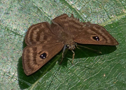 The butterfly Cyclosemia sp. photographed in Mt. Palmatambo, Pozuzo,Peru