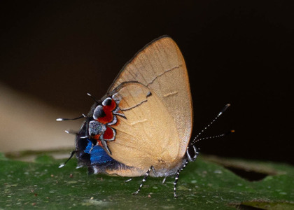 The butterfly Calycopis trebula photographed in Peru