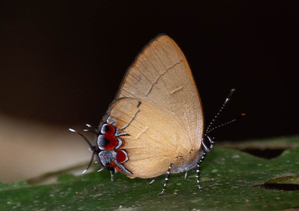 The butterfly Calycopis trebula photographed in Mt. Palmatambo, Pozuzo,Peru