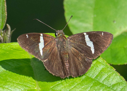 The butterfly Autochton zarex photographed in Mt. Palmatambo, Pozuzo,Peru