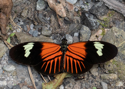 The butterfly Heliconius melpomene malleti photographed in Peru