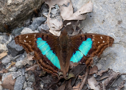 The butterfly Doxocopa laurentia photographed in Mt. Palmatambo, Pozuzo,Peru