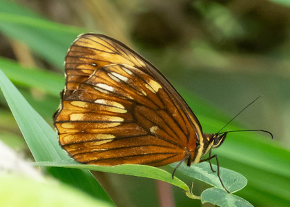 The butterfly Oxeoschistus pronax photographed in Peru