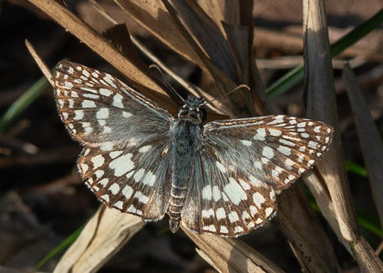 The butterfly Pyrgus/Burnsius orcus photographed in Picuroyacu, Iquitos,Peru