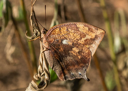 The butterfly Fountainea ryphea ryphea photographed in Picuroyacu, Iquitos,Peru