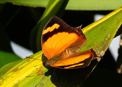 The butterfly Fountainea ryphea ryphea photographed in Peru