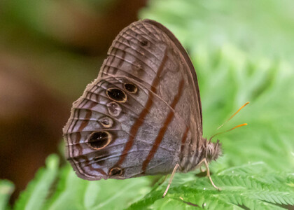 The butterfly Magneuptychia libye photographed in Picuroyacu, Iquitos,Peru
