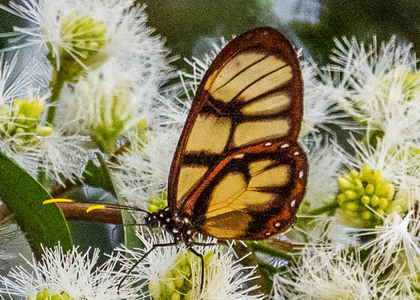 The butterfly Dircenna dero photographed in Peru