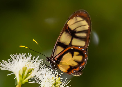 The butterfly Dircenna dero photographed in Peru