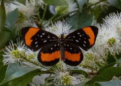 The butterfly Stalachtis euterpe latefasciata photographed in Peru