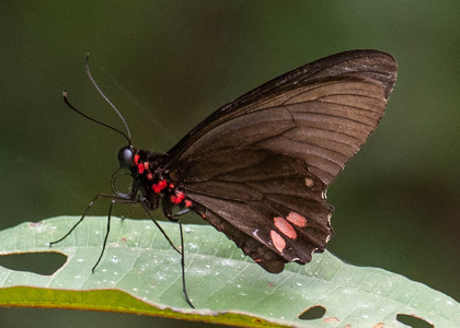 The butterfly Parides sesostris sesostris photographed in Picuroyacu, Iquitos,Peru