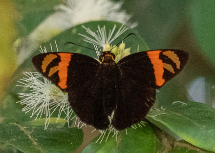 The butterfly Entheus latebrosus photographed in Peru