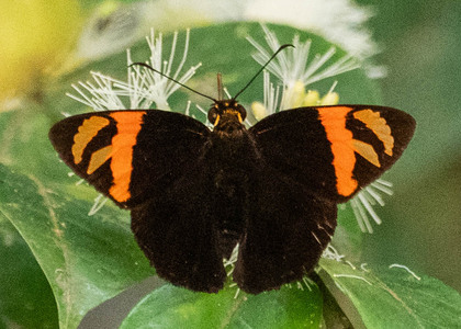 The butterfly Entheus latebrosus photographed in Peru