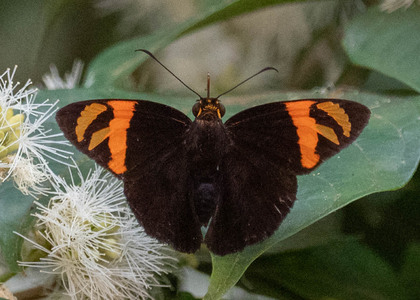 The butterfly Entheus latebrosus photographed in Picuroyacu, Iquitos,Peru