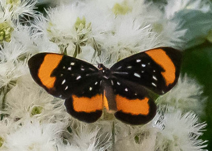 The butterfly Stalachtis euterpe latefasciata photographed in Peru