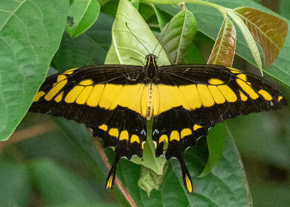 The butterfly Heraclides thoas cinyras photographed in Picuroyacu, Iquitos,Peru