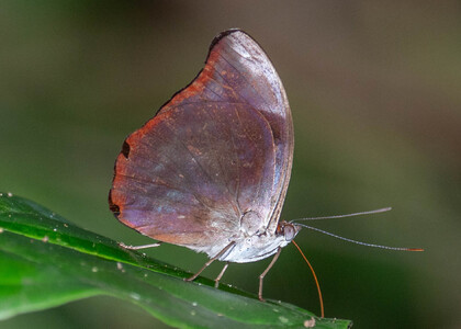 The butterfly Catonephele acontius acontius photographed in Peru