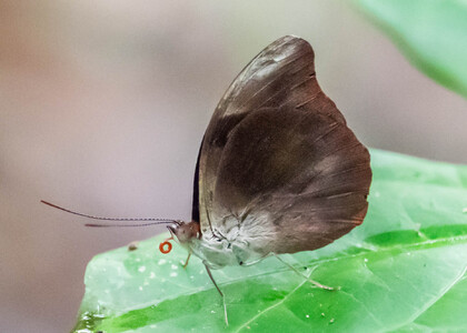 The butterfly Catonephele acontius acontius photographed in Picuroyacu, Iquitos,Peru