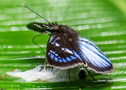 The butterfly Pythonides jovianus jovianus photographed in Peru