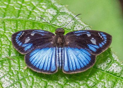 The butterfly Pythonides jovianus jovianus photographed in Picuroyacu, Iquitos,Peru
