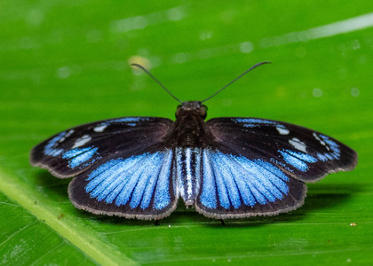The butterfly Pythonides jovianus jovianus photographed in Peru