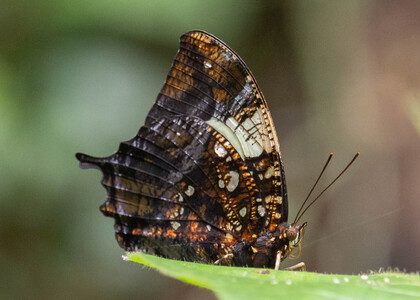 The butterfly Hypna clytemnestra negra photographed in Picuroyacu, Iquitos,Peru