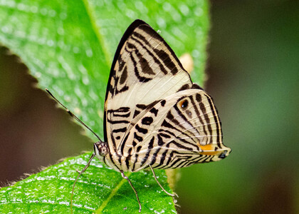 The butterfly Colobura dirce dirce photographed in Picuroyacu, Iquitos,Peru