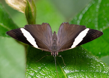 The butterfly Colobura dirce dirce photographed in Peru