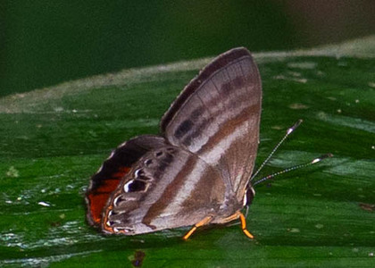 The butterfly Pelolasia melaphaea melaphaea photographed in Peru