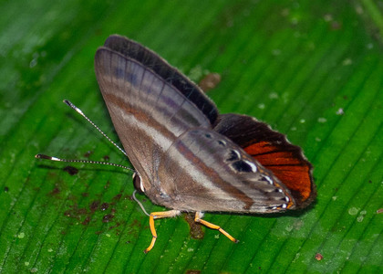 The butterfly Pelolasia melaphaea melaphaea photographed in Peru