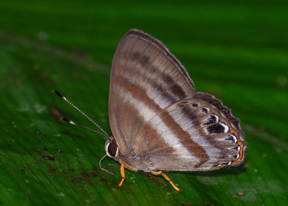 The butterfly Pelolasia melaphaea melaphaea photographed in Peru