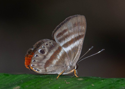 The butterfly Pelolasia melaphaea melaphaea photographed in Picuroyacu, Iquitos,Peru