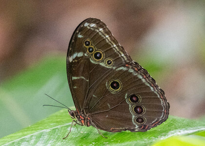 The butterfly Morpho achilles photographed in Picuroyacu, Iquitos,Peru