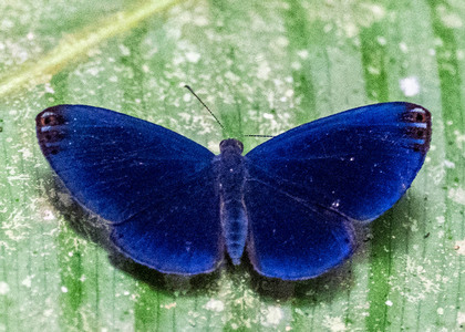 The butterfly Metacharis regalis indissimilis photographed in Picuroyacu, Iquitos,Peru