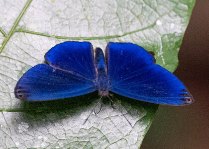The butterfly Metacharis regalis indissimilis photographed in Peru