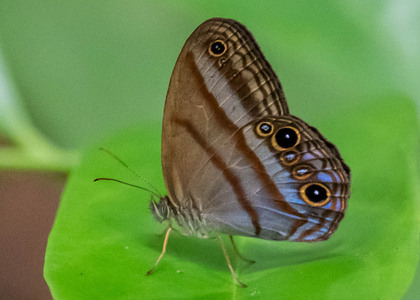 The butterfly Amiga arnaca photographed in Picuroyacu, Iquitos,Peru