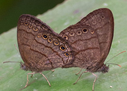 The butterfly Hermeuptychia hermes photographed in Picuroyacu, Iquitos,Peru