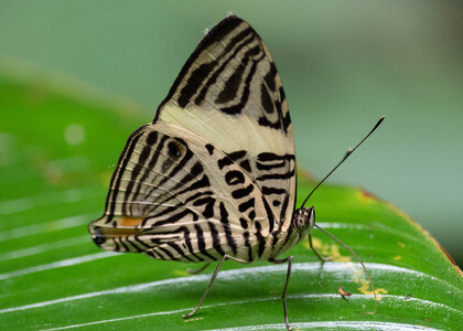 The butterfly Colobura dirce dirce photographed in Peru