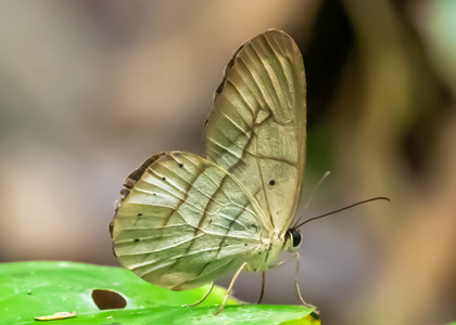 The butterfly Pierella hortona hortona photographed in Peru