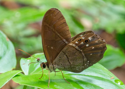 The butterfly Pierella lena photographed in Peru