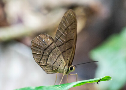 The butterfly Pierella chalybaea photographed in Peru