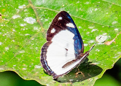 The butterfly Dynamine athemon photographed in Peru