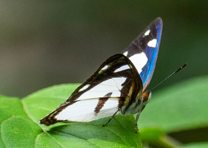 The butterfly Dynamine athemon photographed in Peru