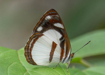 The butterfly Dynamine athemon photographed in Picuroyacu, Iquitos,Peru