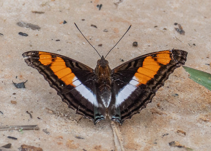 The butterfly Doxocopa linda linda photographed in Picuroyacu, Iquitos,Peru