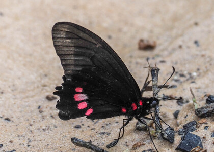 The butterfly Eurytides ariarathes photographed in Picuroyacu, Iquitos,Peru