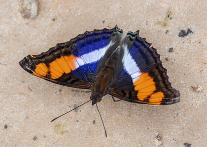 The butterfly Doxocopa linda linda photographed in Peru