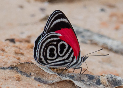 The butterfly Diaethria clymena peruviana photographed in Picuroyacu, Iquitos,Peru