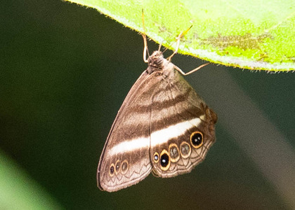 The butterfly Cissia myncea photographed in Picuroyacu, Iquitos,Peru